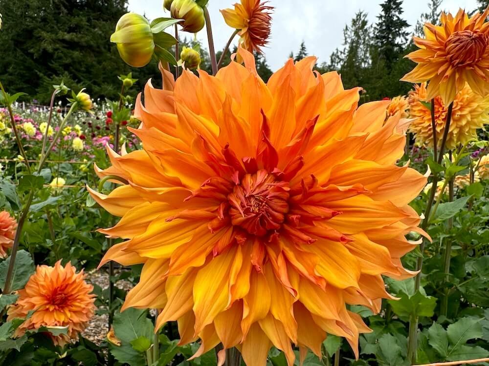 Dahlia 'Hamari Gold'