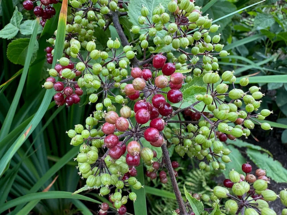Aralia cachemirica