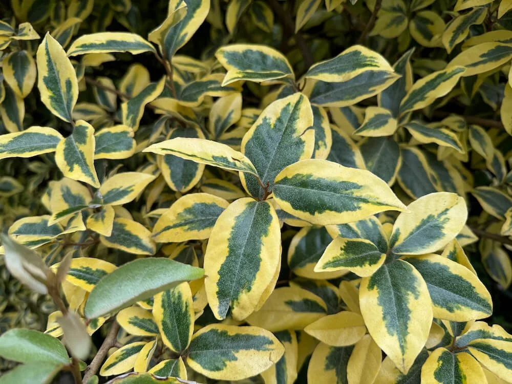 GILT EDGE OLEASTER (Elaeagnus)