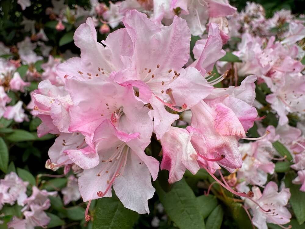 Rhododendron 'Turacao'
