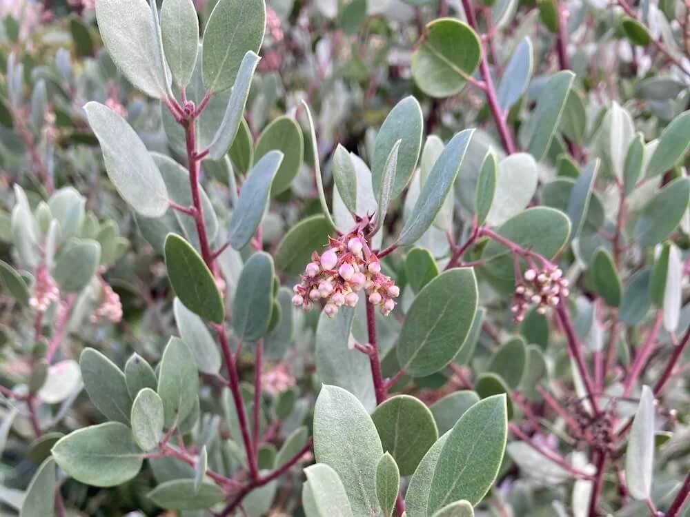 Arctostaphylos ‘Red Stem’