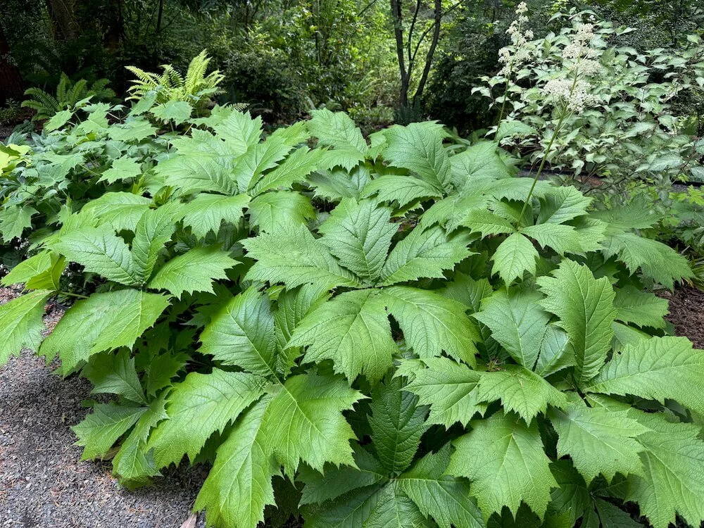 Rodgersia podophylla