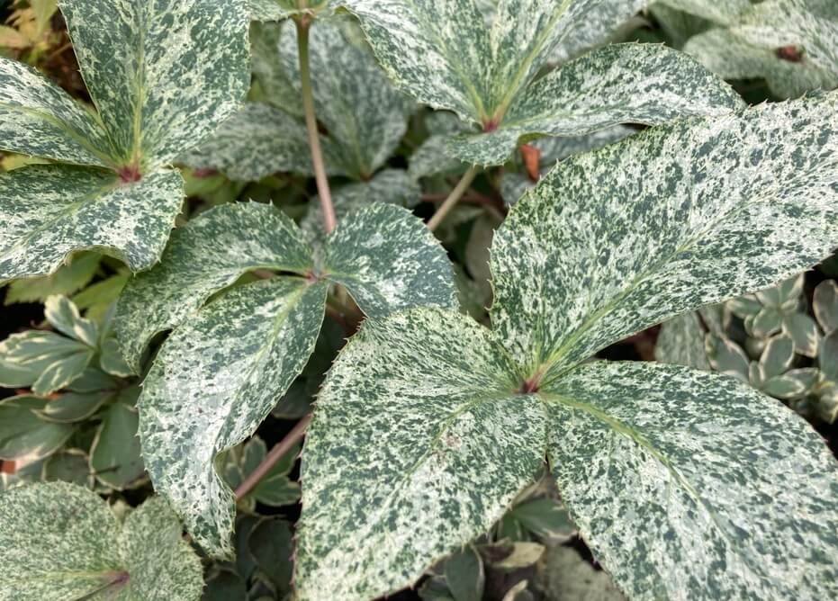 Helleborus argutifolius ‘Snow Fever’