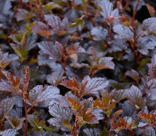 Physocarpus opulifolius ‘Petite Plum’