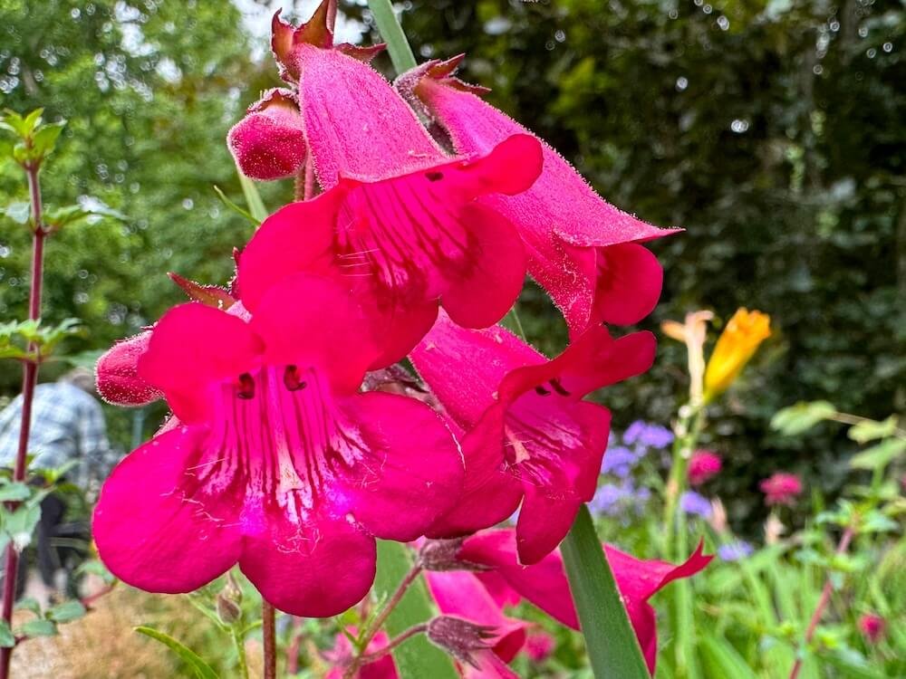 Penstemon 'Garnet'