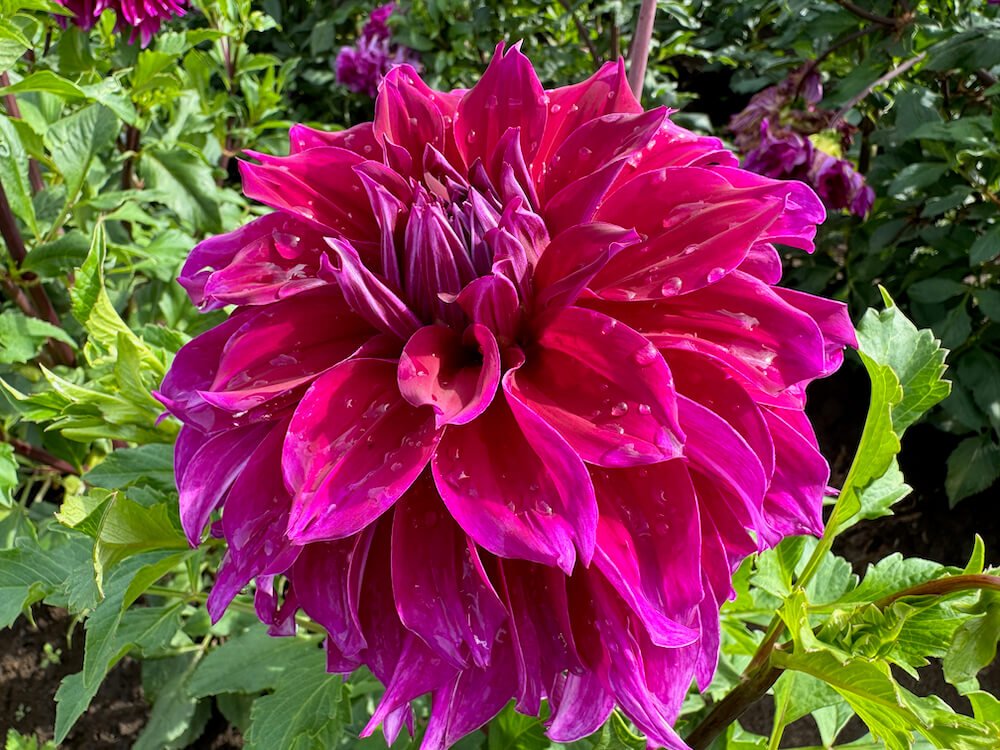 Dahlia 'Einstein'