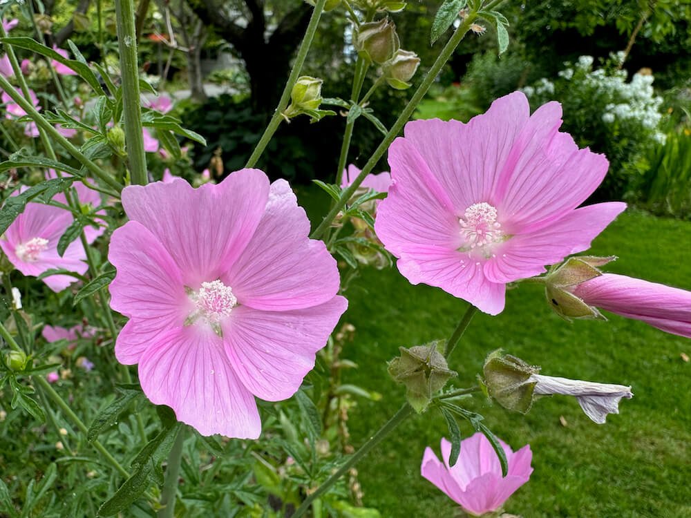 MALLOW (Malva)