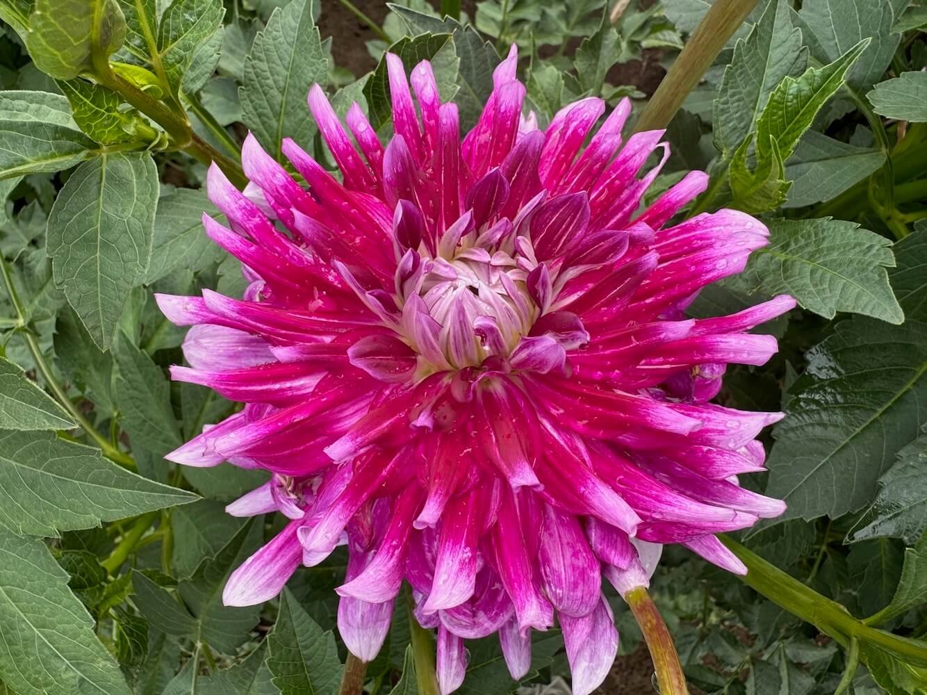 Dahlia 'Glamour Girl'