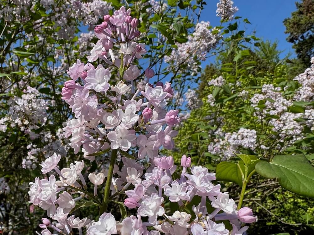 Syringa x hyacinthiflora 'Anabel'