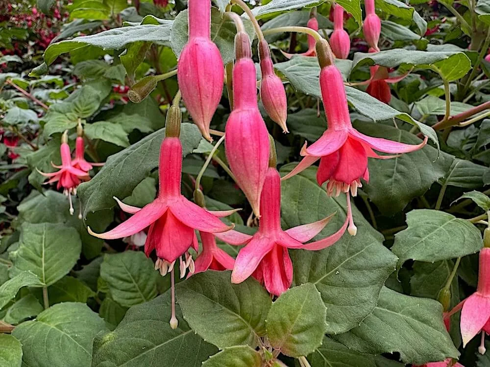 Fuchsia 'Machu Pichu'