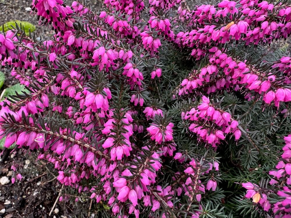 Erica x darleyensis 'Kramer's Red'