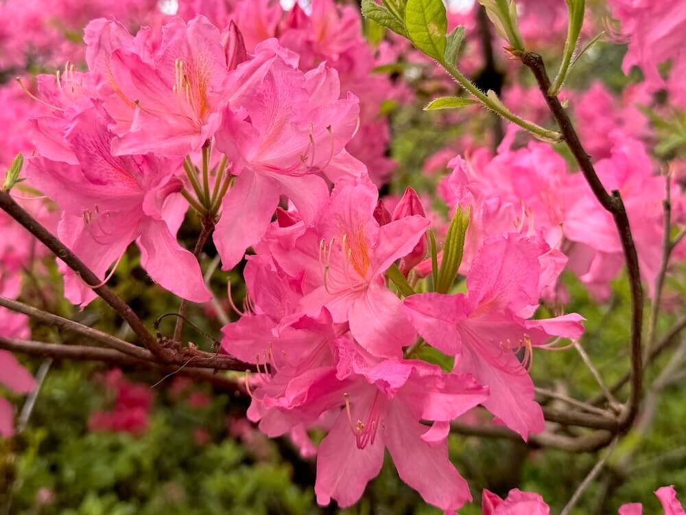 Rhododendron prinophyllum 'Marie Hoffman'