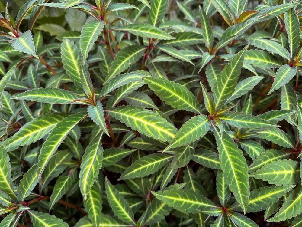 Impatiens omeiana