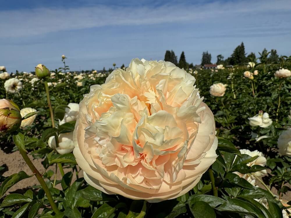 Paeonia 'Pastelegance'