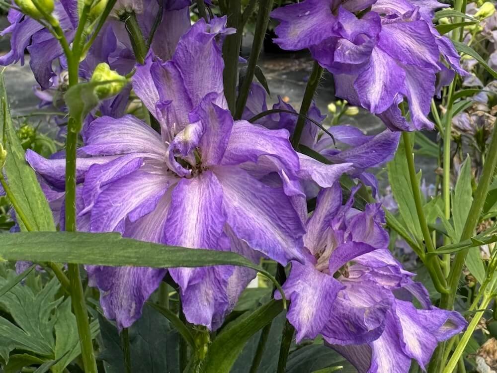 Delphinium Delgenius 'Breezin'