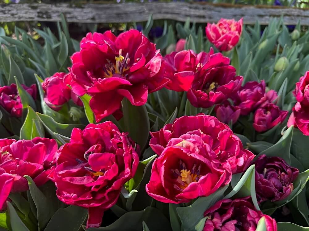 Tulipa 'Allison Bradley'