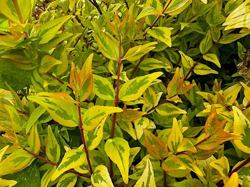 Abelia x grandiflora 'Kaleidoscope'