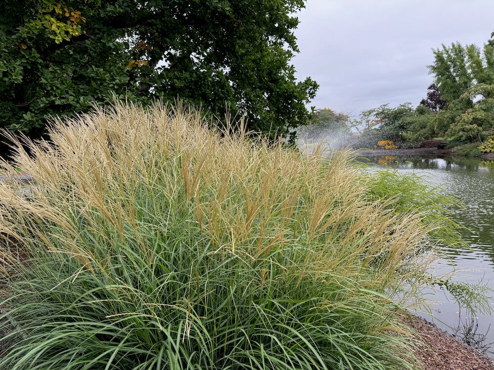 Miscanthus sinensis 'Adagio'