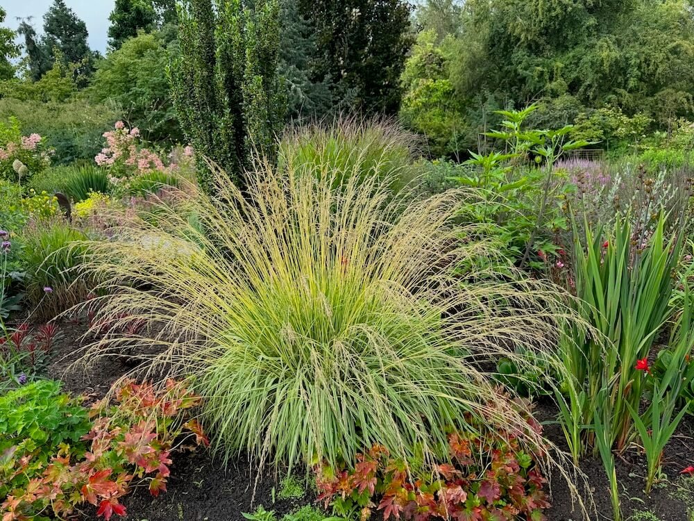 Molinia caerulea subsp. caerulea 'Variegata'
