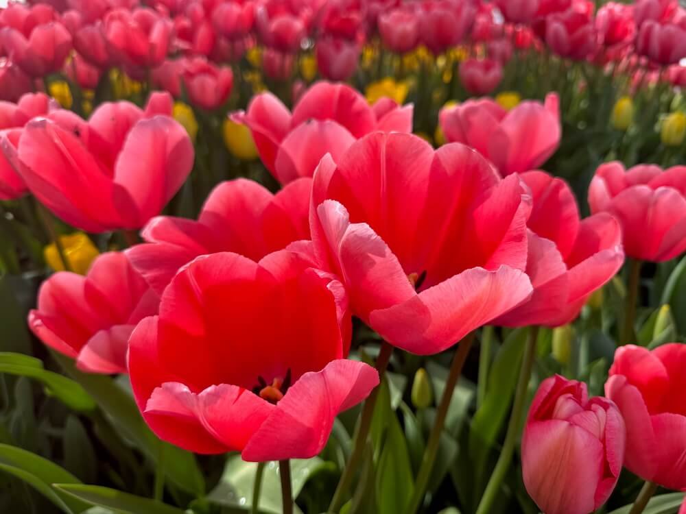 Tulipa 'Pink Impression'
