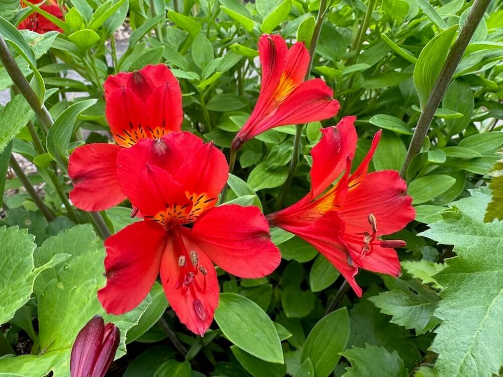 Alstroemeria 'Zaprilet'
