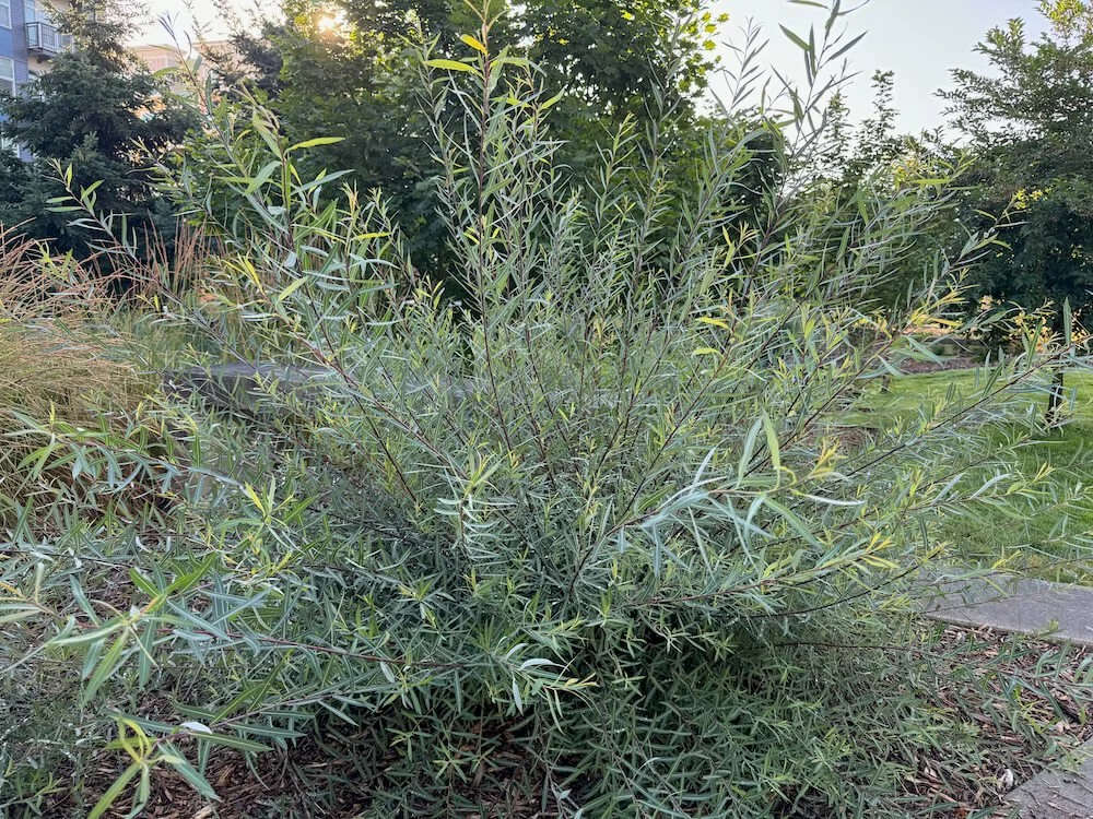 WILLOW (Salix)
