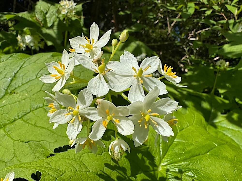 Diphylleia cymosa