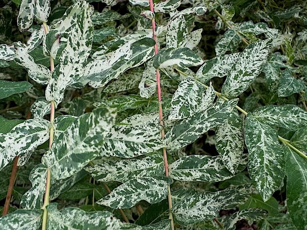 Salix integra 'Hakuro Nishiki'