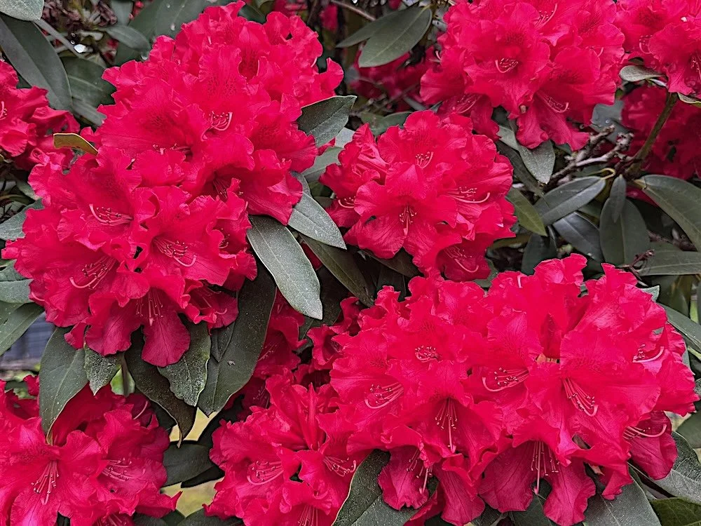 Rhododendron 'America'
