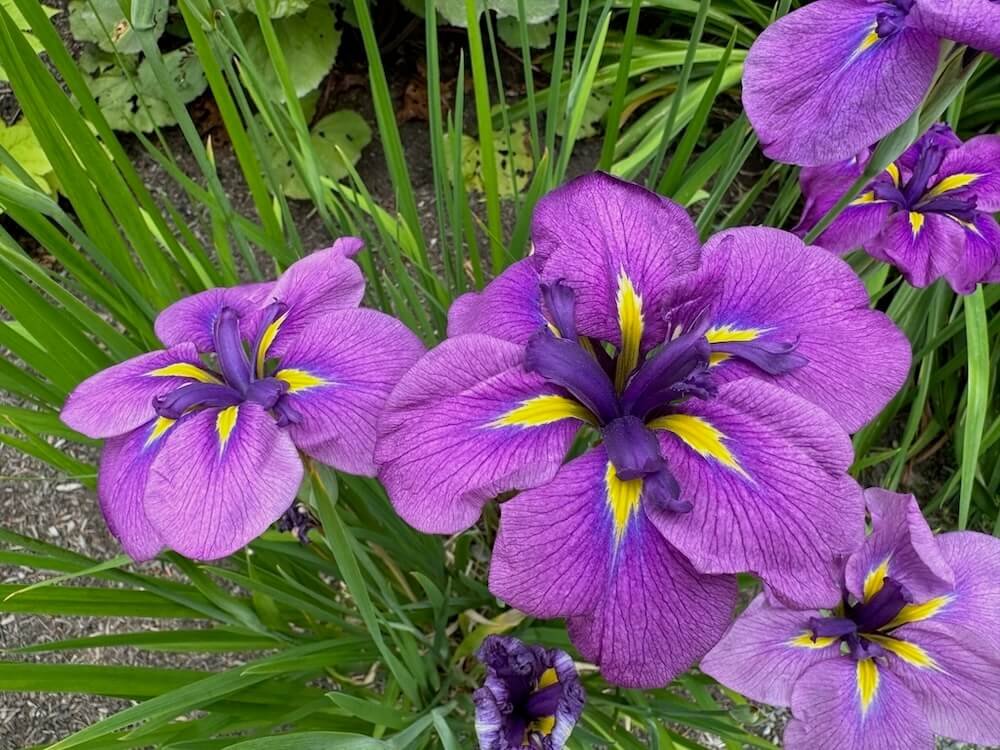 Iris ensata 'Foreign Intrigue'