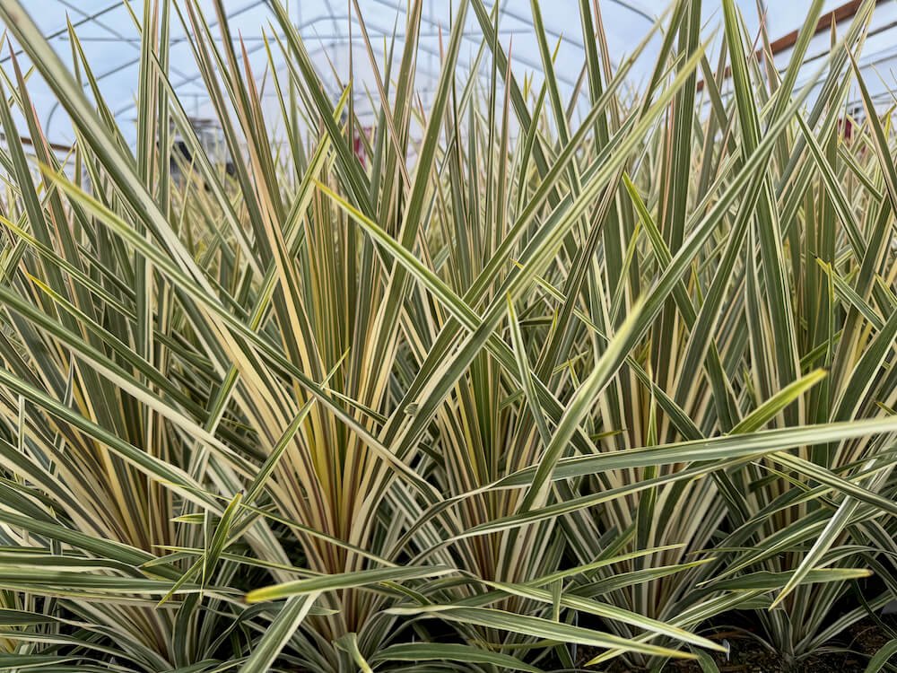 Cordyline australis 'Torbay Dazzler'