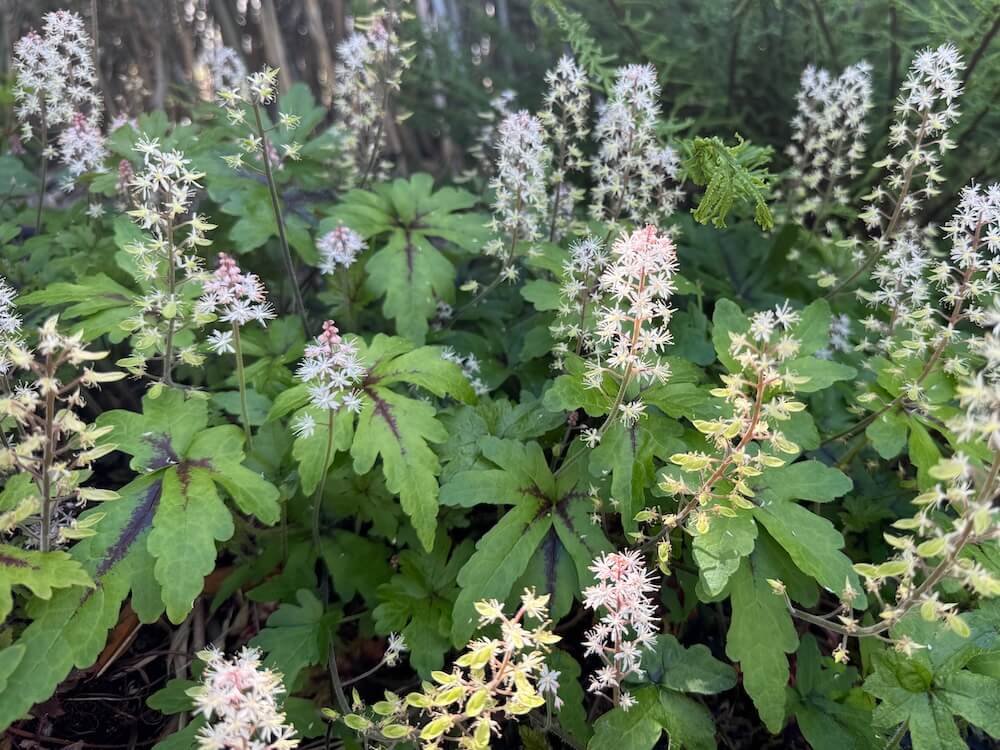 Tiarella ‘Starfish’