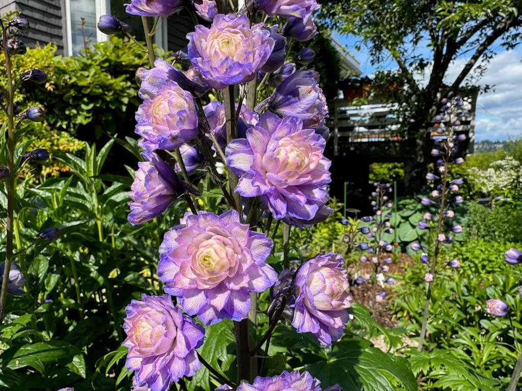 Delphinium elatum 'Highlander Bolero'