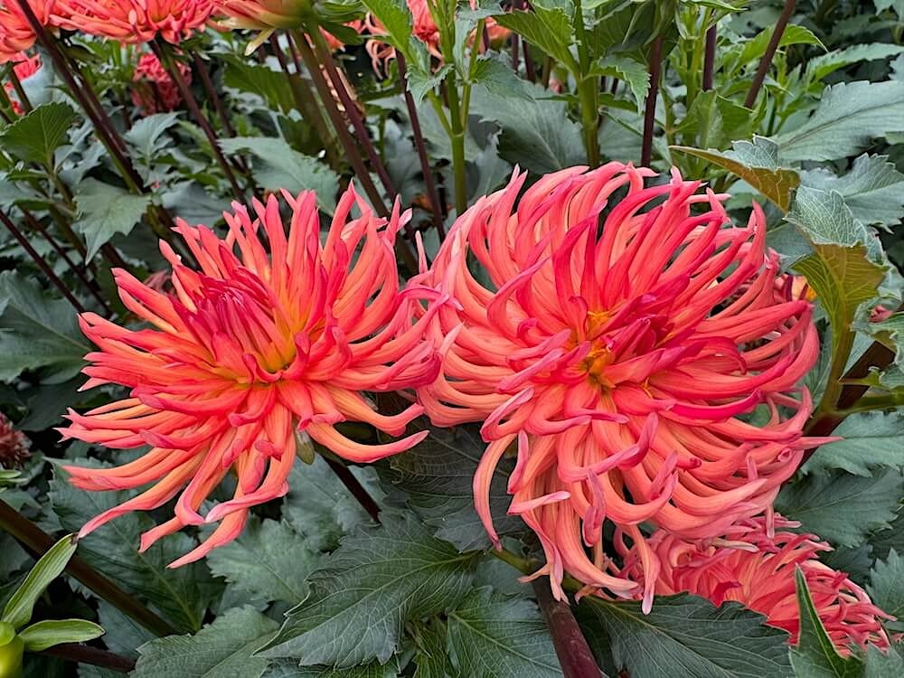 Dahlia 'Bed Head'