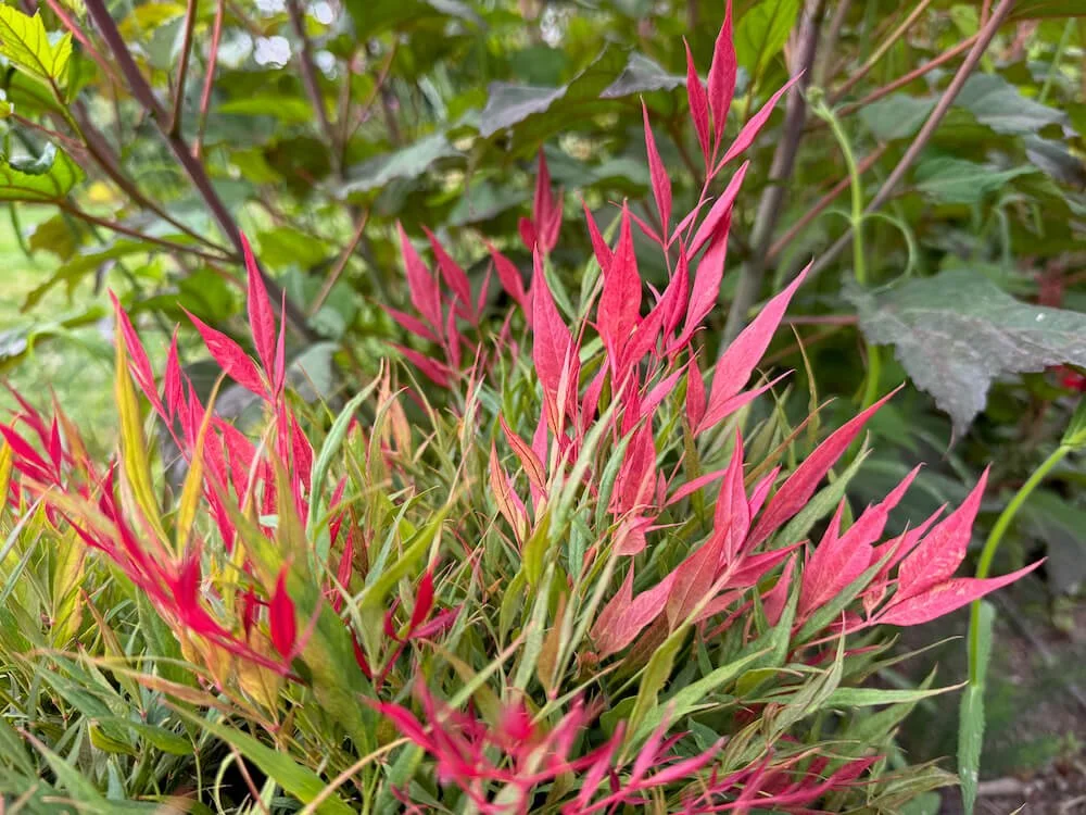 Nandina domestica ‘Burgundy Wine’