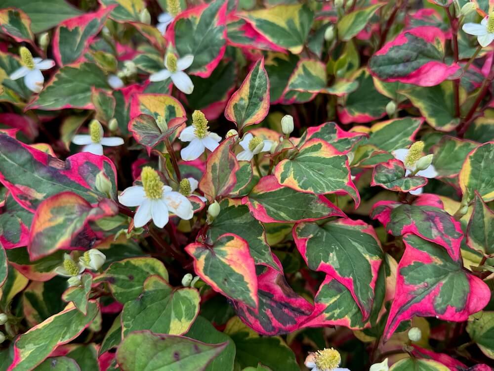 Groundcovers with Unique Foliage