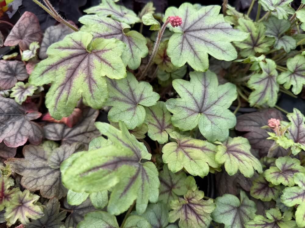 Heucherella 'Pink Fizz'