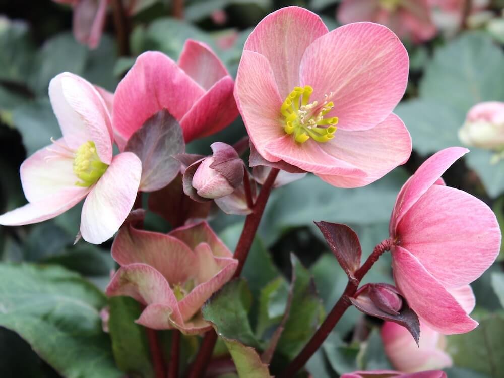 Helleborus x ballardiae HGC ‘Pink Frost’