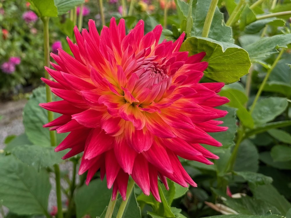 Dahlia 'Kenora Wow'