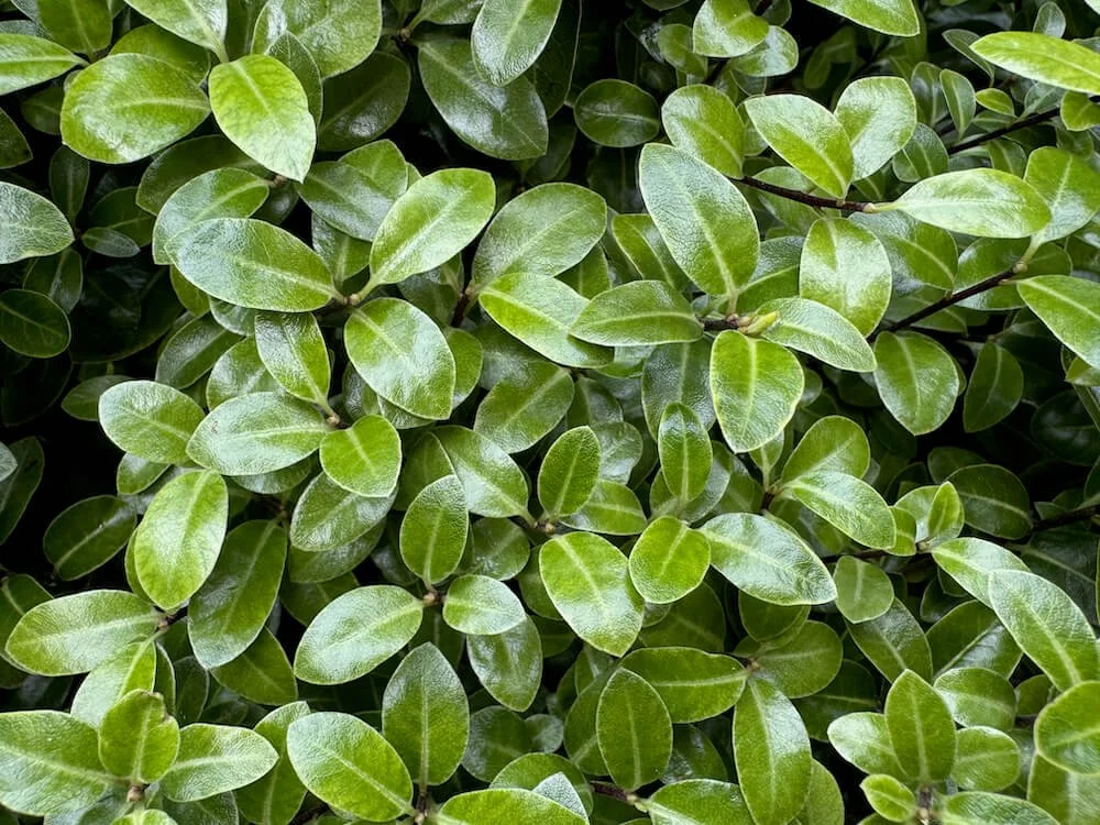 PITTOSPORUM