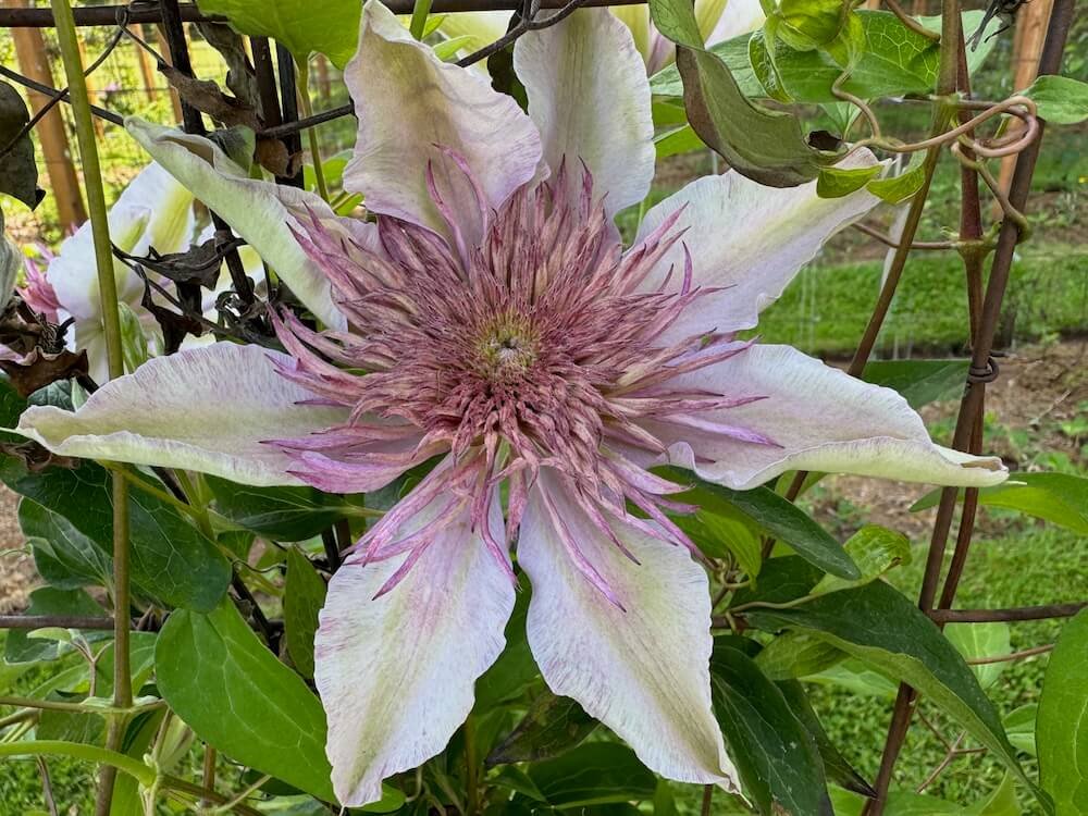 Clematis 'Moonglow'