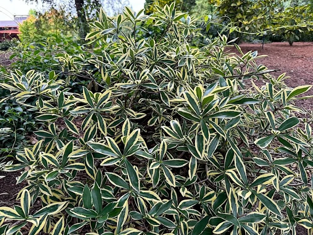 Daphne odora 'MonStrk'