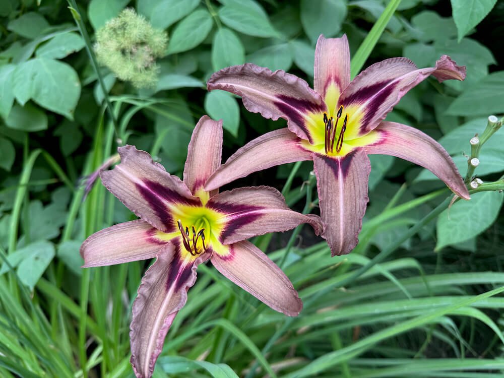 Hemerocallis 'Grey Witch'