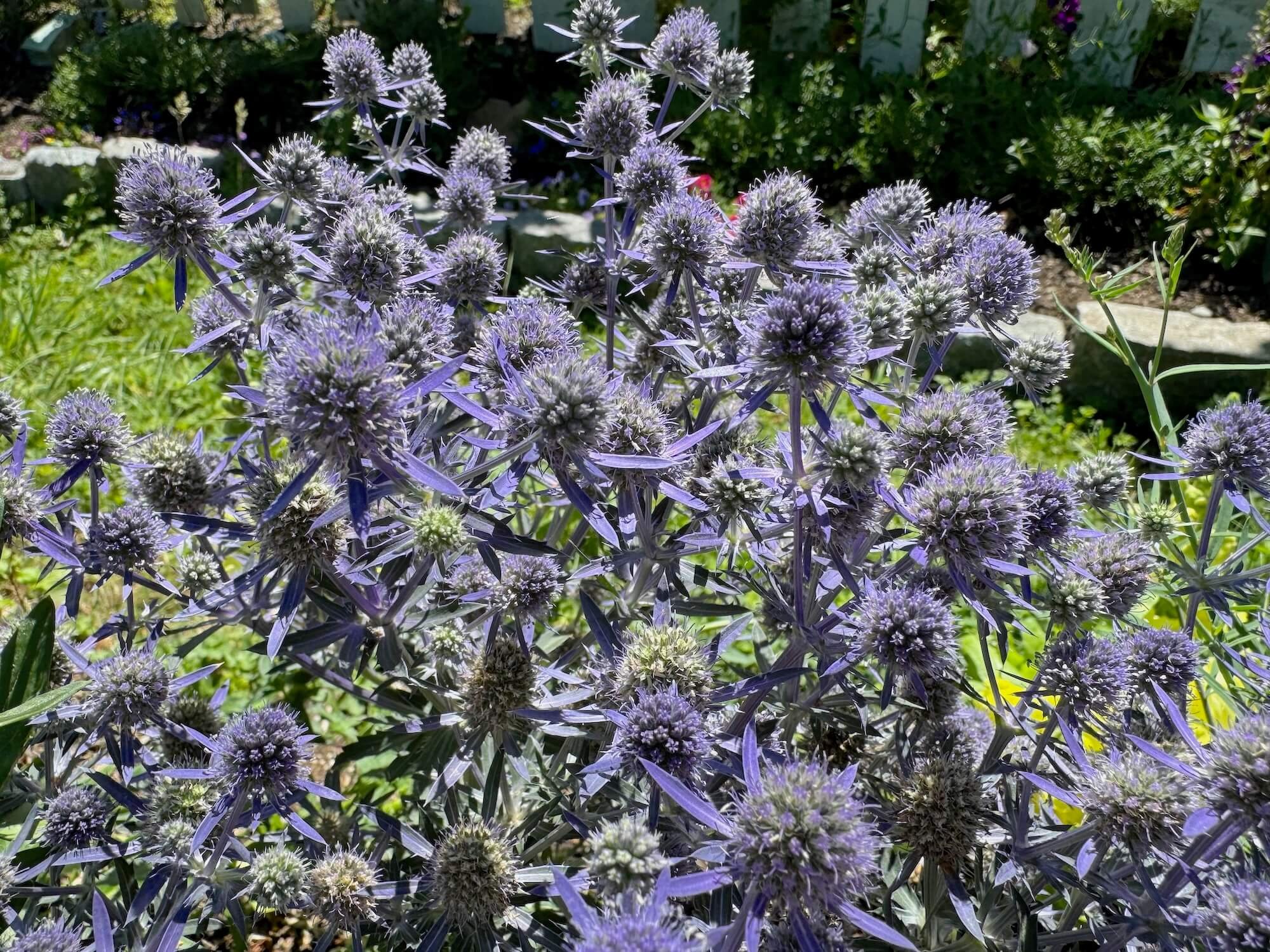 Eryngium planum