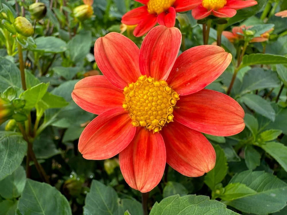 Dahlia 'Inflammation'