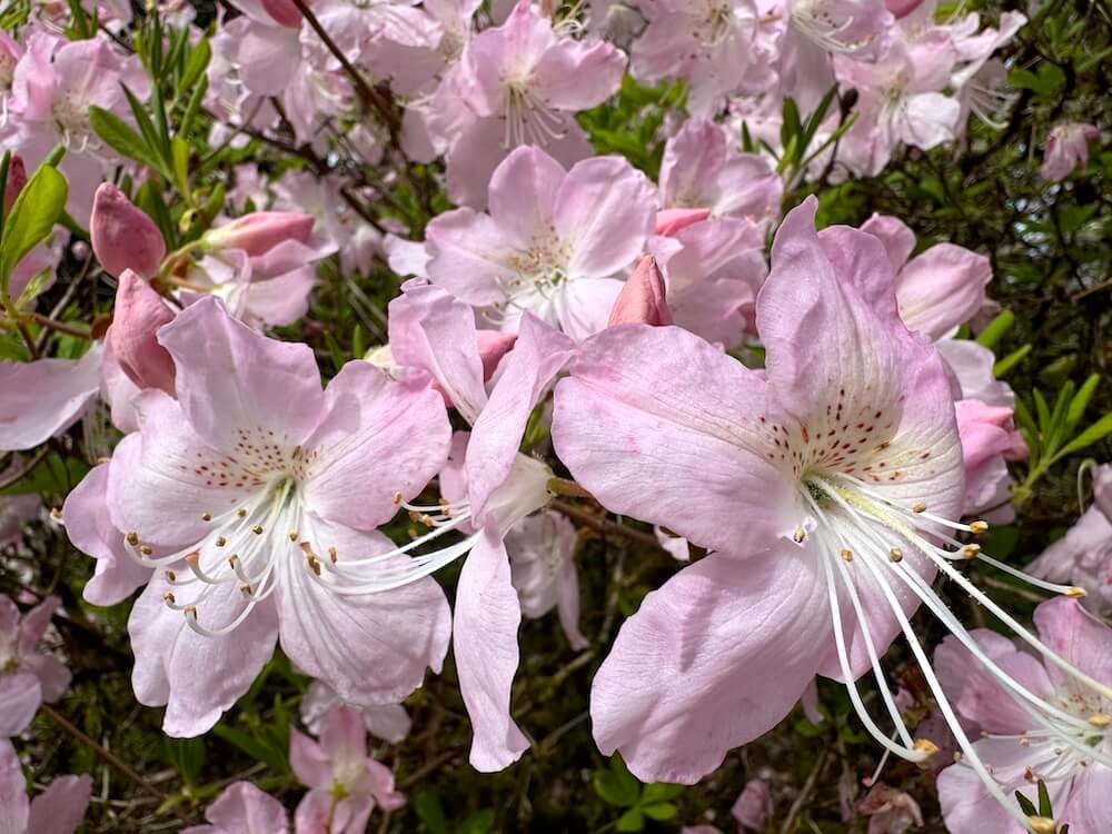 Rhododendron schlippenbachii