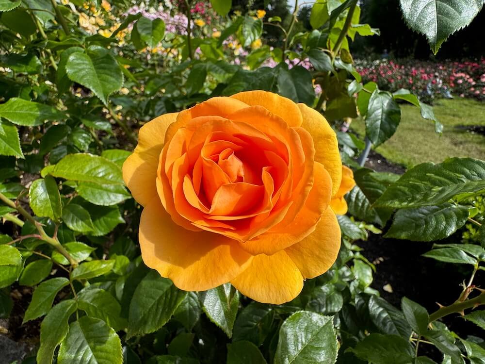 Rosa 'About Face'