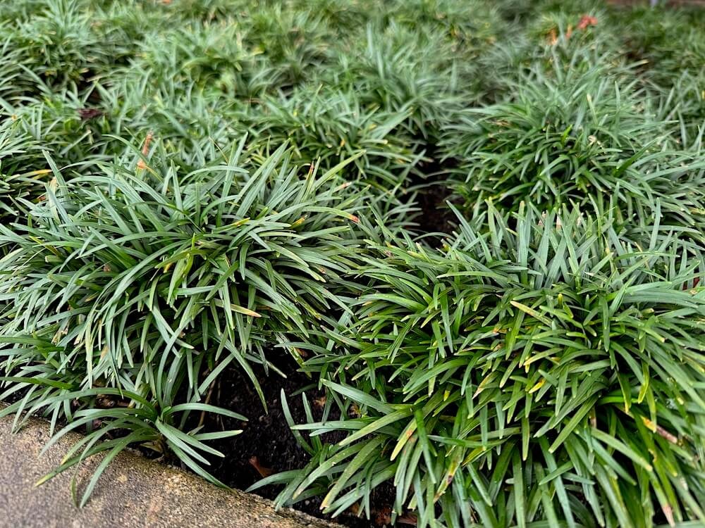 Ophiopogon japonicus 'Nanus'