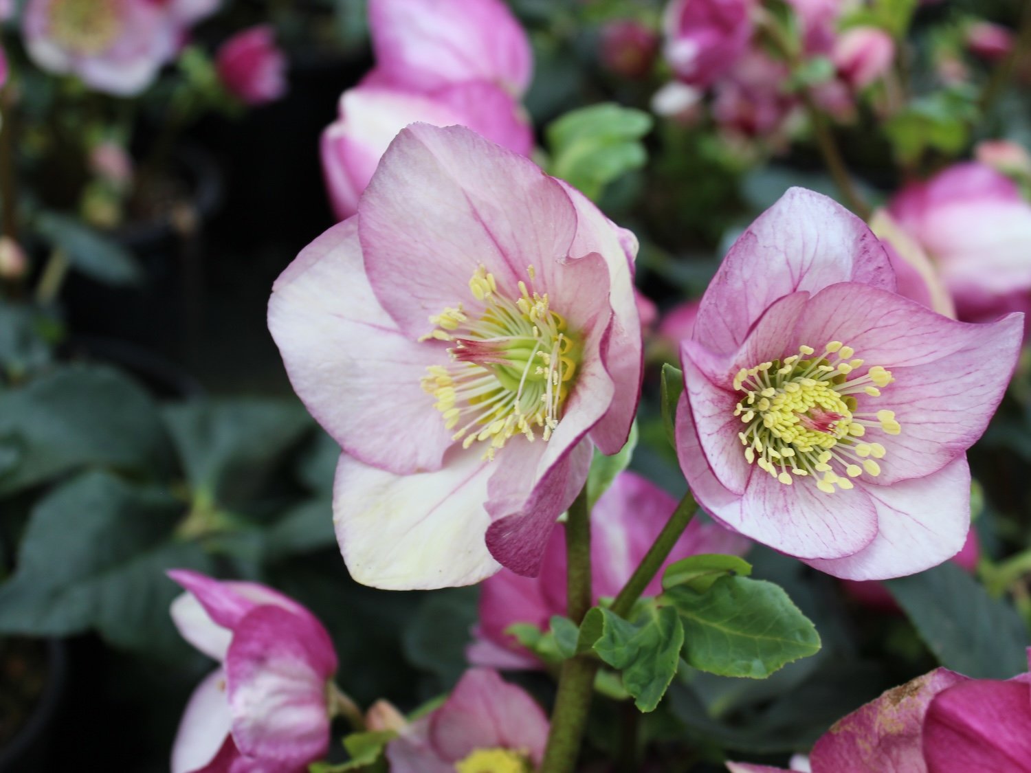 Hellebores