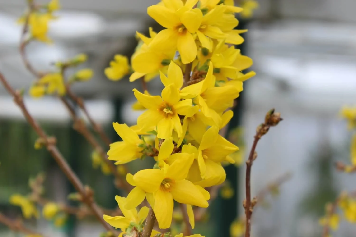 Forsythia x intermedia